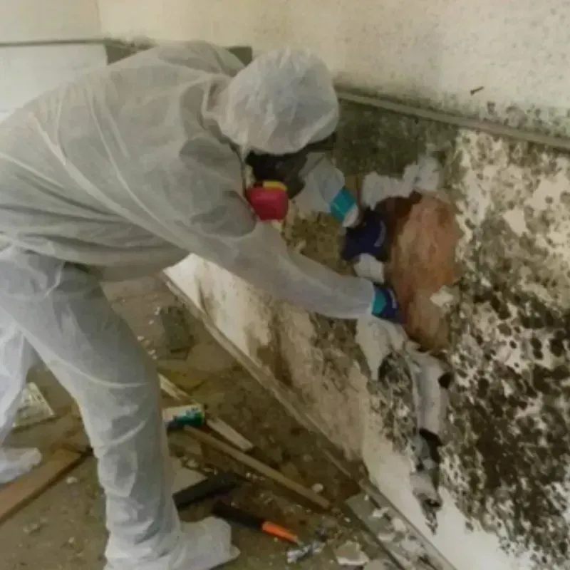 Mold Remediation and Removal in Soda Springs, ID